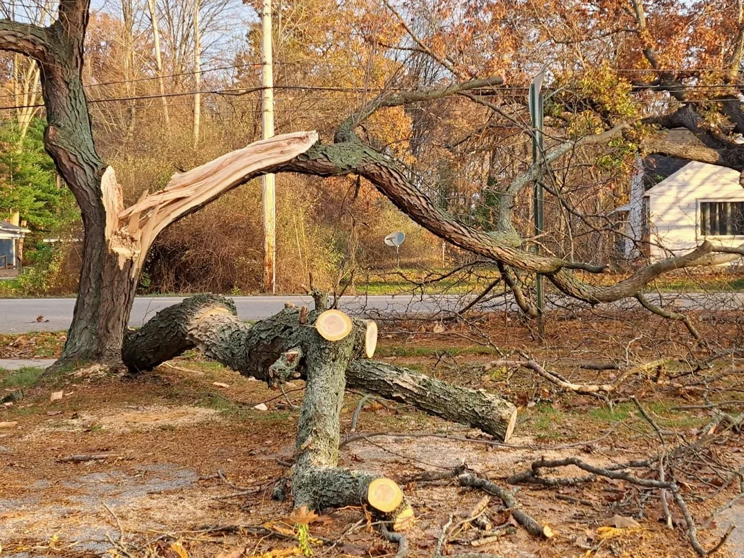 Emergency Storm Damage Stump Removal in Huntsville, AL